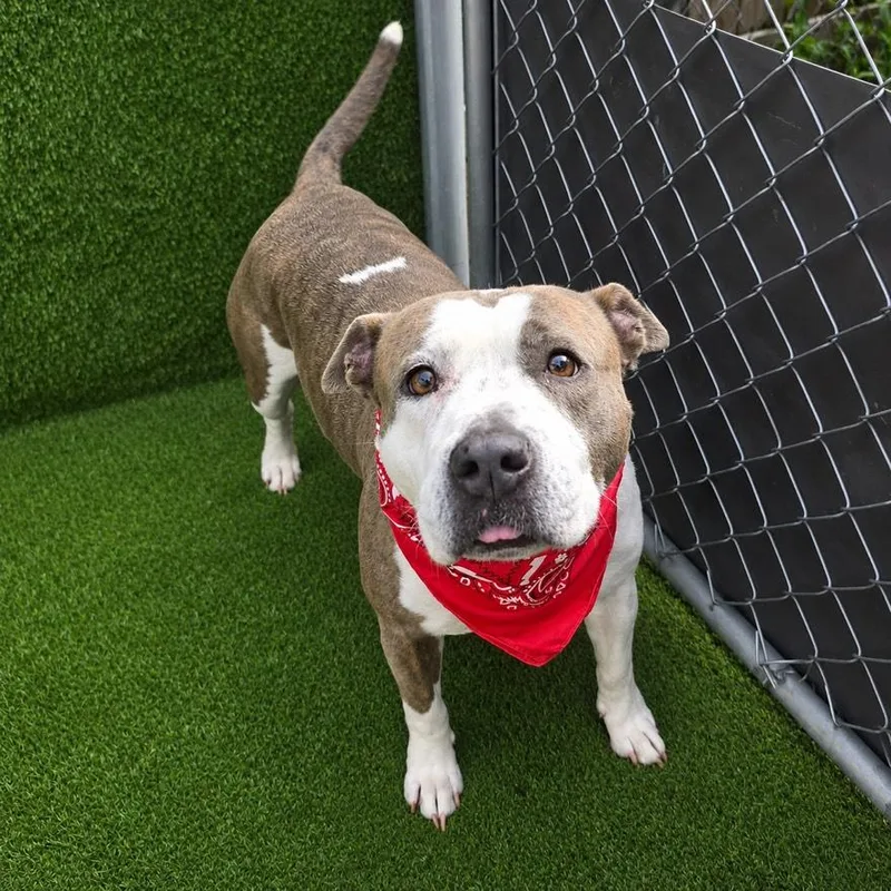 An adult medium-sized female White / Cream American Staffordshire Terrier dog named Nellie for adoption in Oak Point, TX