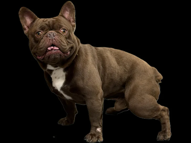An adult small-sized male French Bulldog dog named Gambit for adoption in Los Angeles, CA
