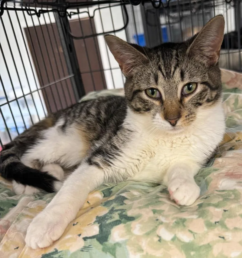 A young medium-sized female Domestic Short Hair cat named Kyon for adoption in Saginaw, MI
