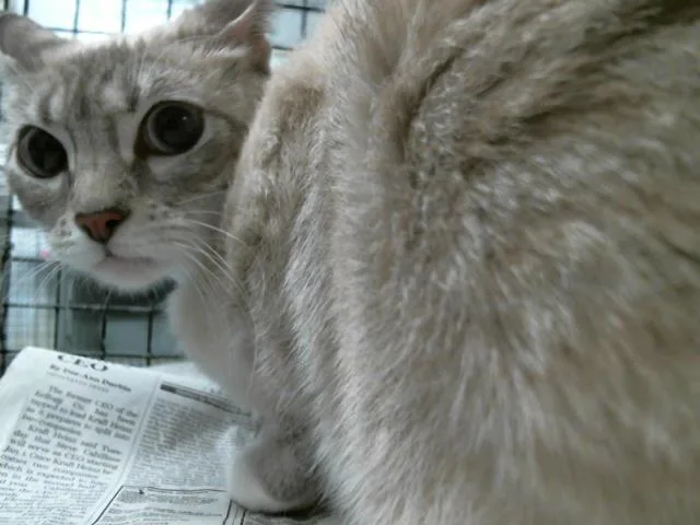 A young medium-sized female Siamese cat named Wendy for adoption in Houston, TX