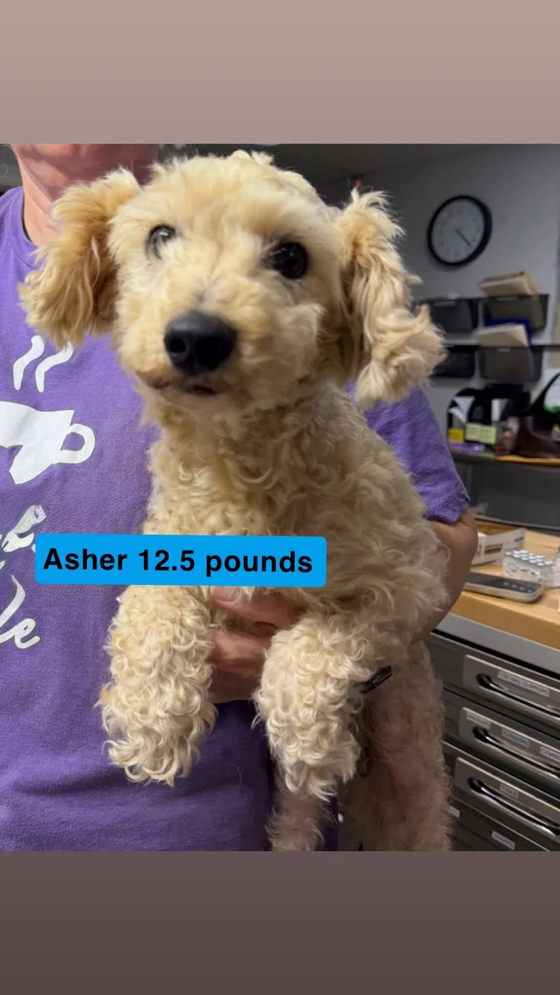 Asher
