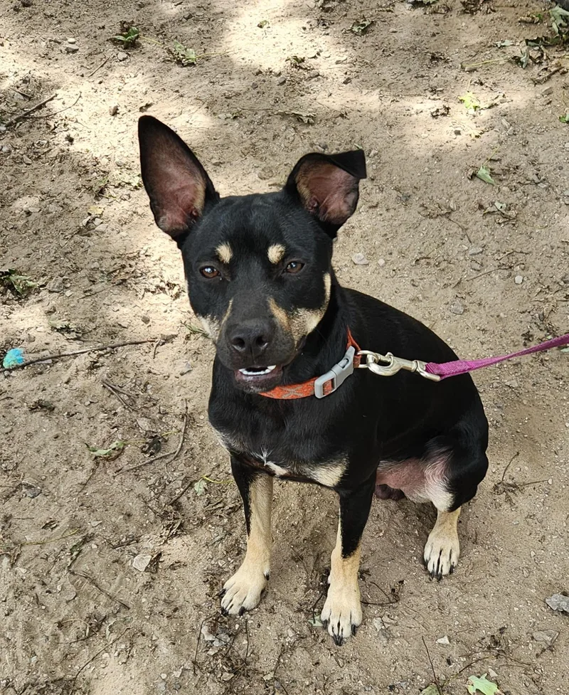 A young medium-sized male Black Mixed Breed dog named Rebel for adoption in Liberty Center, OH
