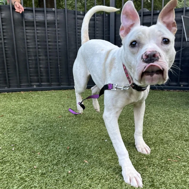 An adult large-sized female White / Cream Mixed Breed dog named Mochi for adoption in Charlottesville, VA