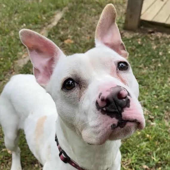 Mochi thumbnail 6