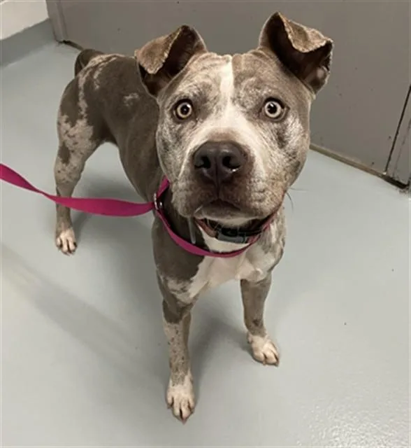 An adult large-sized male Catahoula Leopard Dog dog named Tukka for adoption in Saint Cloud, FL