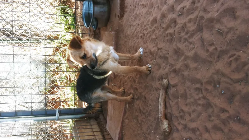A young small-sized male Bicolor Schnoodle dog named Bagel for adoption in Anton, TX