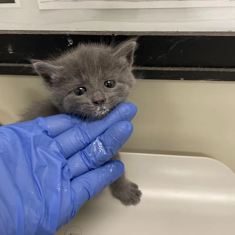 A baby small-sized male Gray / Blue / Silver Domestic Short Hair cat named Pops for adoption in Lynchburg, VA