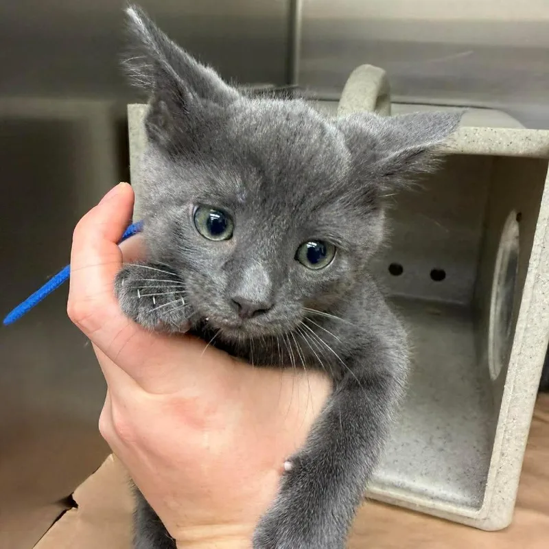 A baby small-sized male Gray / Blue / Silver Domestic Short Hair cat named Gator for adoption in Bastrop, TX