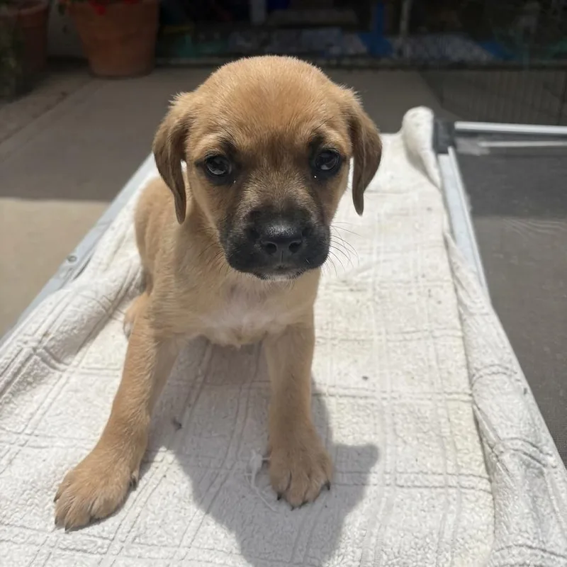 A baby small-sized female Golden Terrier dog named Reeses for adoption in San Diego, CA