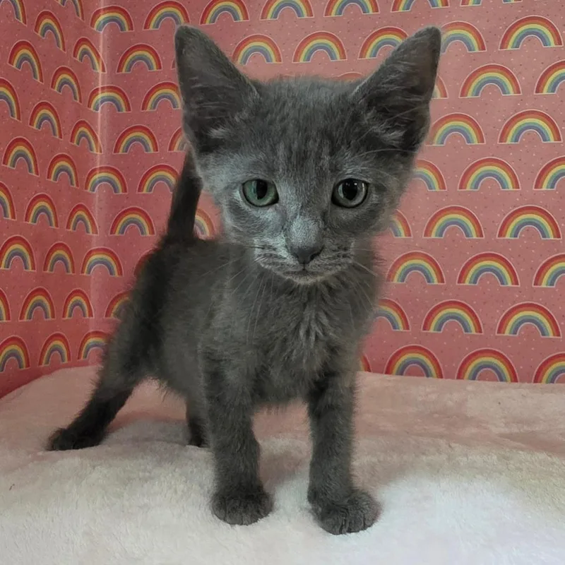 A baby small-sized male Gray / Blue / Silver Domestic Short Hair cat named Andrup for adoption in Fredericksburg, VA