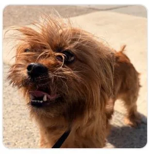 An adult medium-sized female Mixed Breed dog named Roselyn for adoption in West Chester, PA