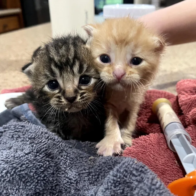 A baby small-sized female Orange / Red Domestic Long Hair cat named Berb for adoption in Austin, TX