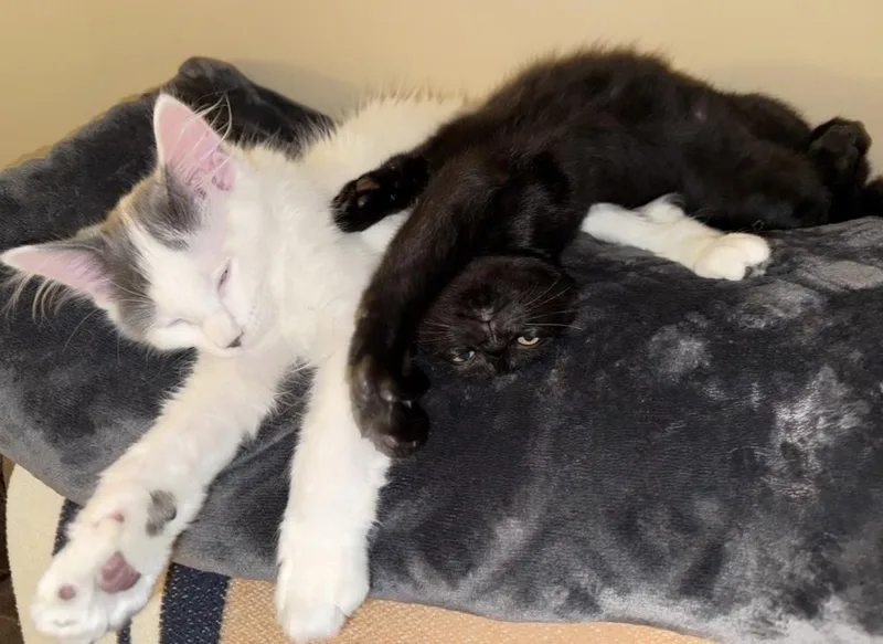 A baby small-sized female Gray & White Domestic Medium Hair cat named Louise for adoption in Plymouth, MI