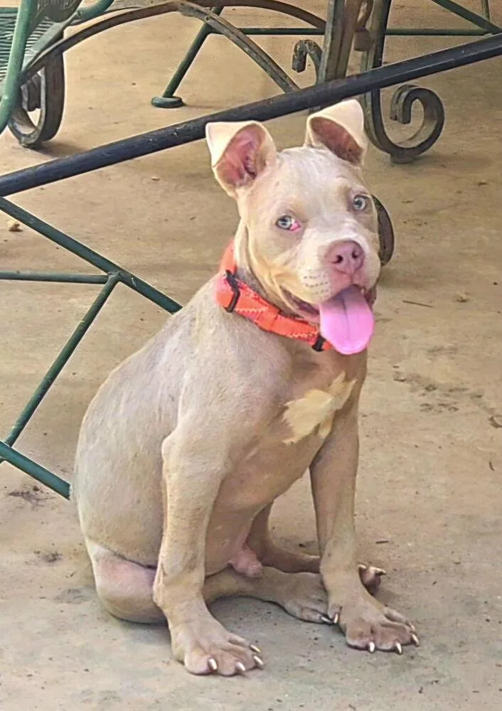 A baby small-sized male Pit Bull Terrier dog named Theon A for adoption in Silsbee, TX