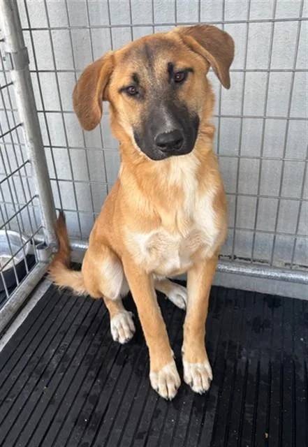 A young medium-sized female German Shepherd Dog dog named Hashbrown for adoption in Lancaster, CA