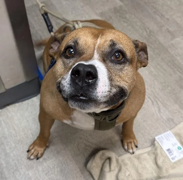 A senior large-sized female Pit Bull Terrier dog named Mommas for adoption in San Diego, CA