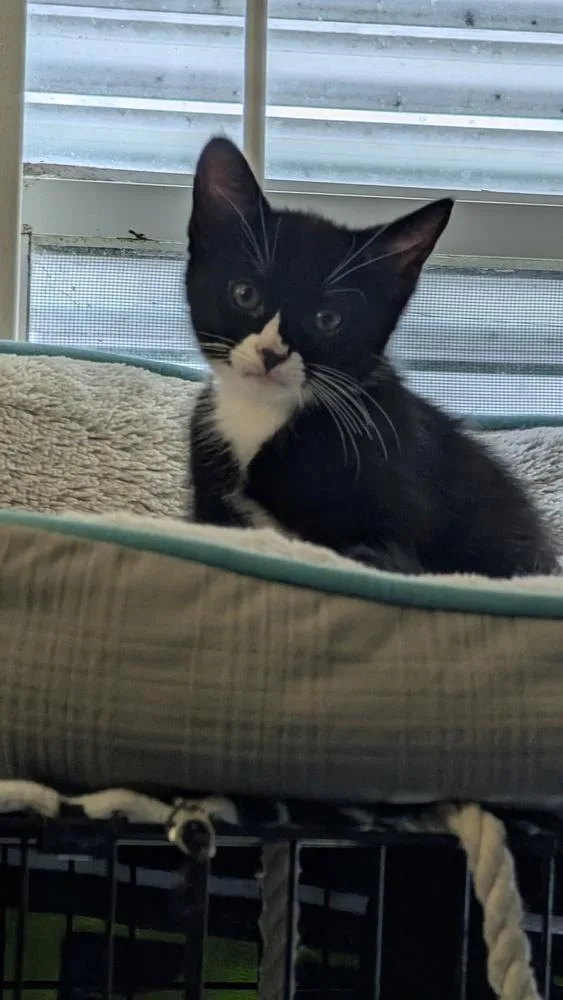 A baby small-sized male Black Domestic Short Hair cat named Parsley for adoption in Brandon, FL