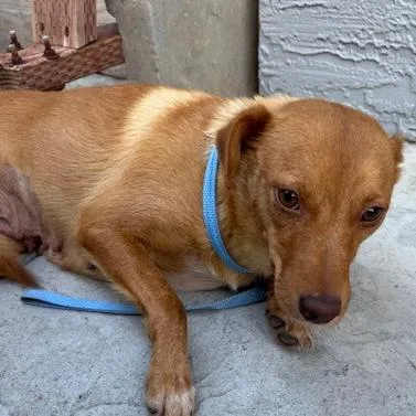 An adult medium-sized female Red / Chestnut / Orange Mixed Breed dog named Hanna for adoption in Idaho Falls, ID