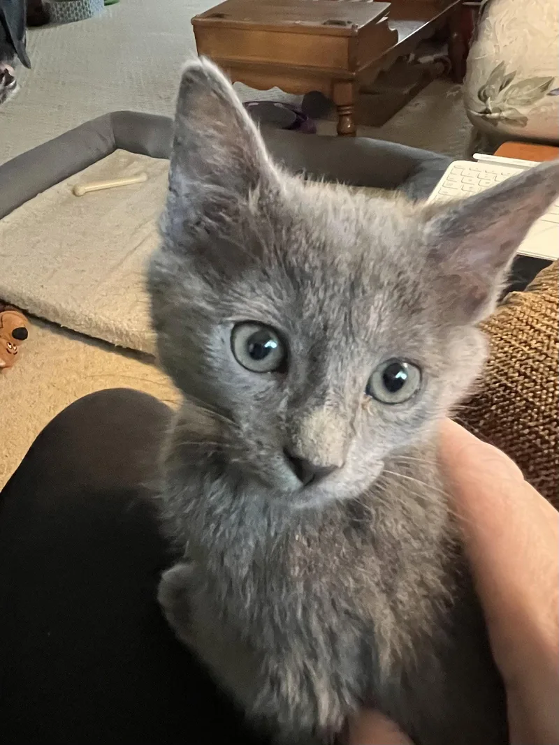 A young medium-sized female Gray / Blue / Silver Domestic Medium Hair cat named Smokey for adoption in Fort Worth, TX