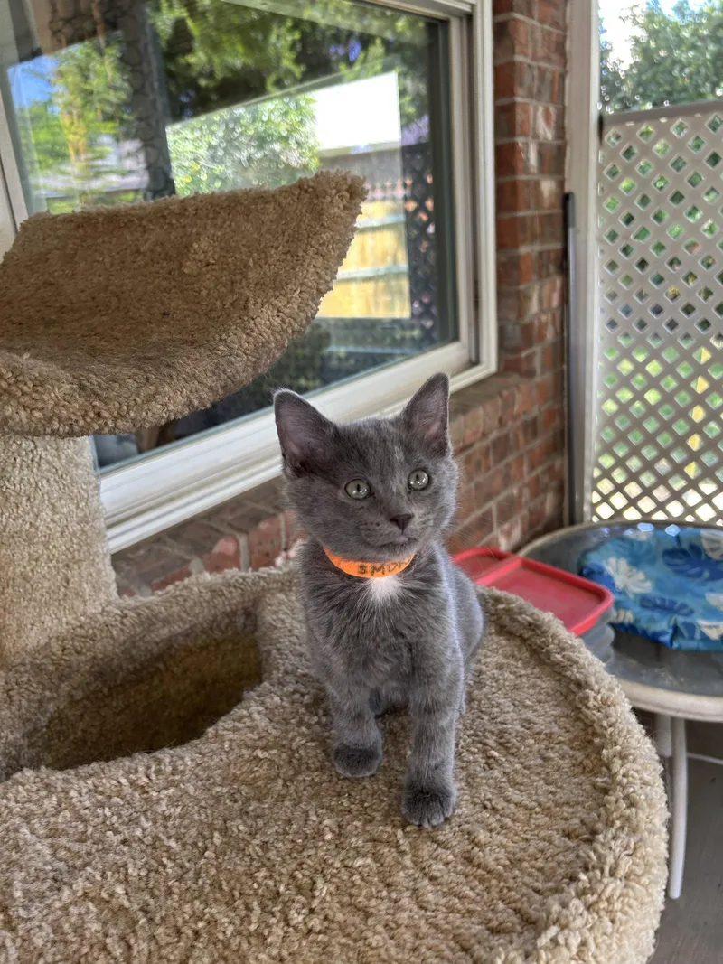 Smokey thumbnail 2