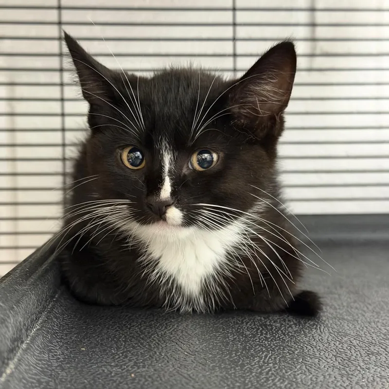 A baby small-sized male Black Domestic Short Hair cat named Koa for adoption in Hampton Bays, NY