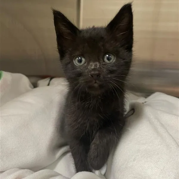 A baby medium-sized male Black Domestic Short Hair cat named Apollo for adoption in Prince Frederick, MD
