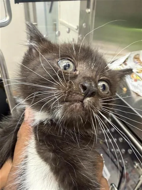 A baby small-sized male Domestic Short Hair cat named Smokey for adoption in Houston, TX