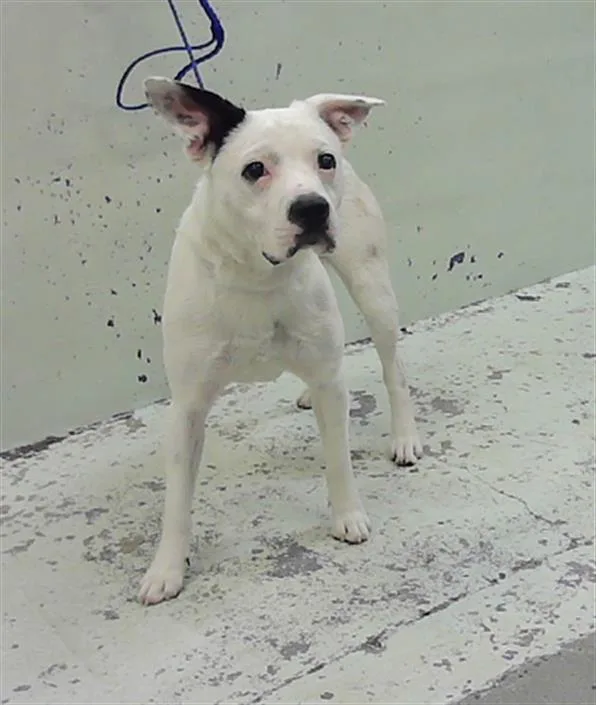 A young medium-sized male Staffordshire Bull Terrier dog named A for adoption in Houston, TX