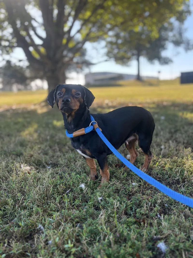 An adult small-sized female Dachshund dog named Lady Ryder for adoption in Collierville, TN