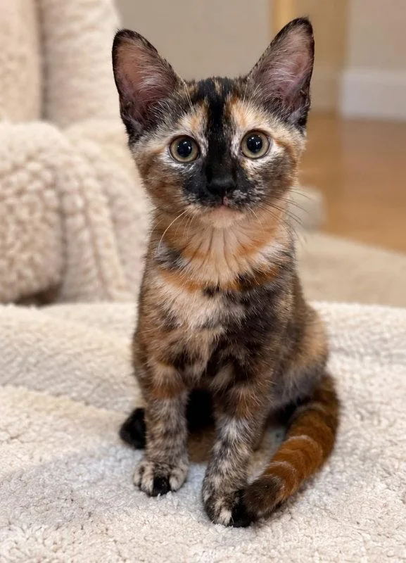A young medium-sized female Tortoiseshell cat named Butterscotch for adoption in Knoxville, TN