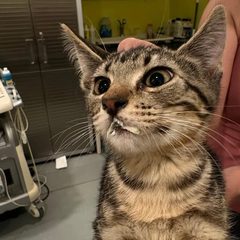 A baby small-sized male Brown / Chocolate Domestic Short Hair cat named George Washington for adoption in West Des Moines, IA