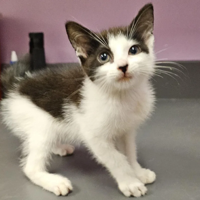 A baby small-sized female White Domestic Short Hair cat named Moo for adoption in Cedar Rapids, IA