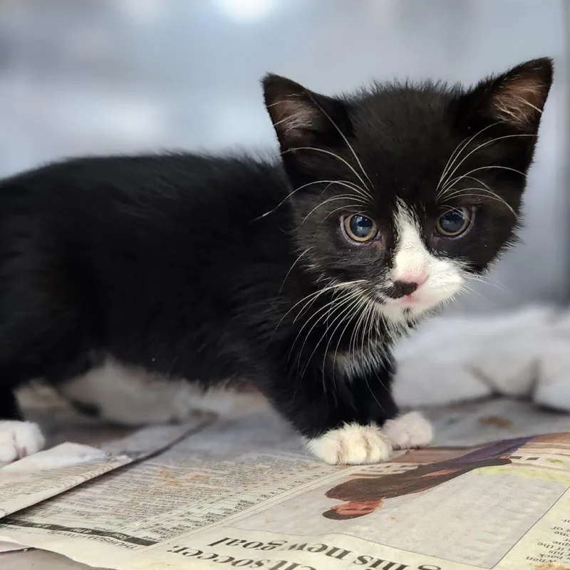 A baby small-sized male Black Domestic Short Hair cat named Cassian for adoption in Fort Wayne, IN