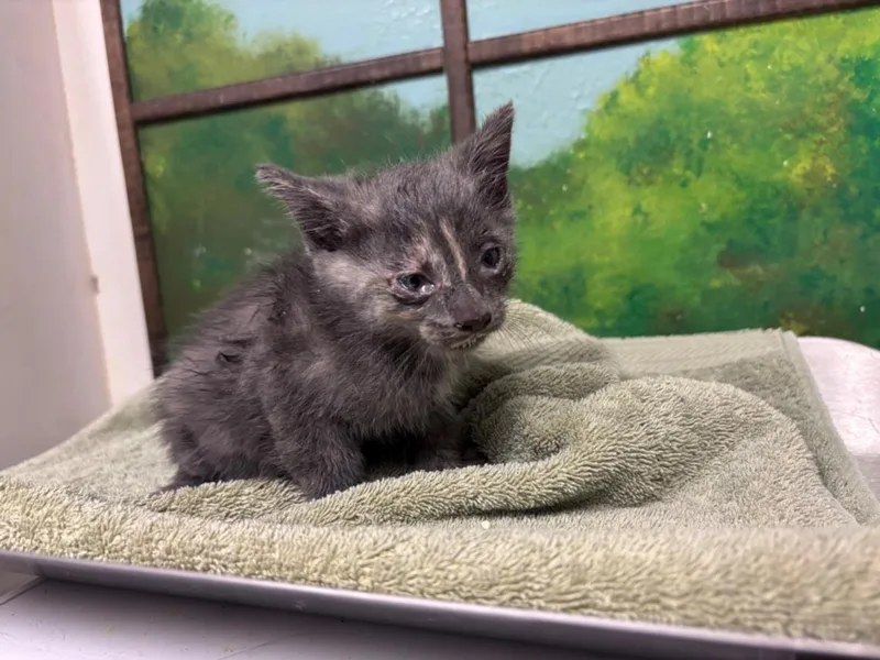 A baby small-sized female Domestic Short Hair cat named Quail for adoption in Houston, TX