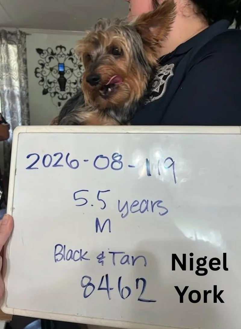 Nigel York