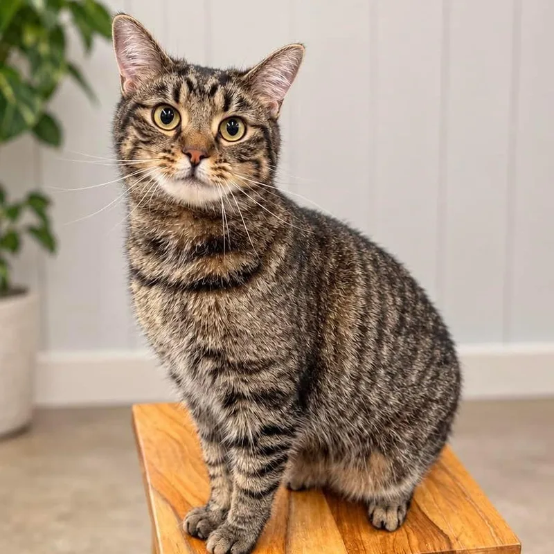 A young medium-sized male Tabby (Brown / Chocolate) Domestic Short Hair cat named Peter for adoption in Pittsburgh, PA