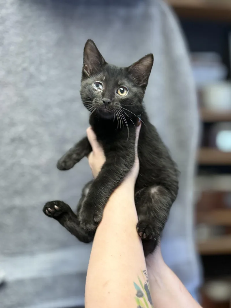 A baby medium-sized male Black Domestic Short Hair cat named Toadhog for adoption in Anderson, IN