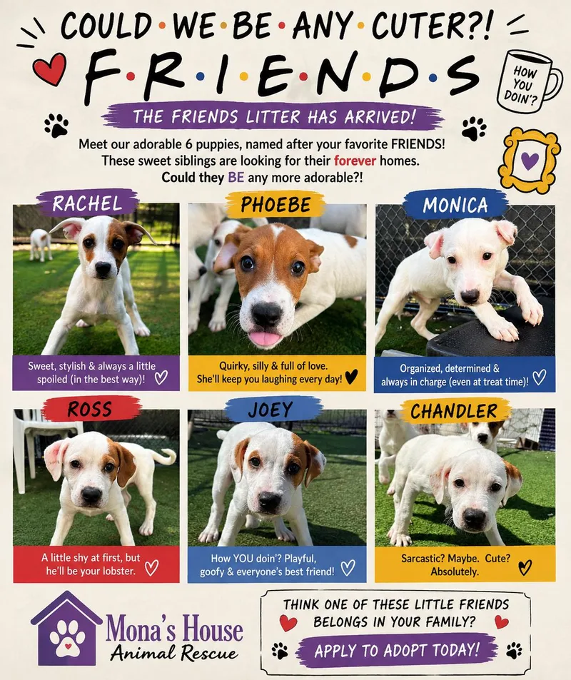 Friends Litter thumbnail 5