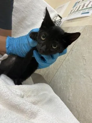 A baby small-sized male Domestic Short Hair cat named Dancer for adoption in Honolulu, HI