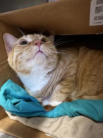 An adult large-sized male Domestic Short Hair cat named Creamsickle for adoption in Largo, FL