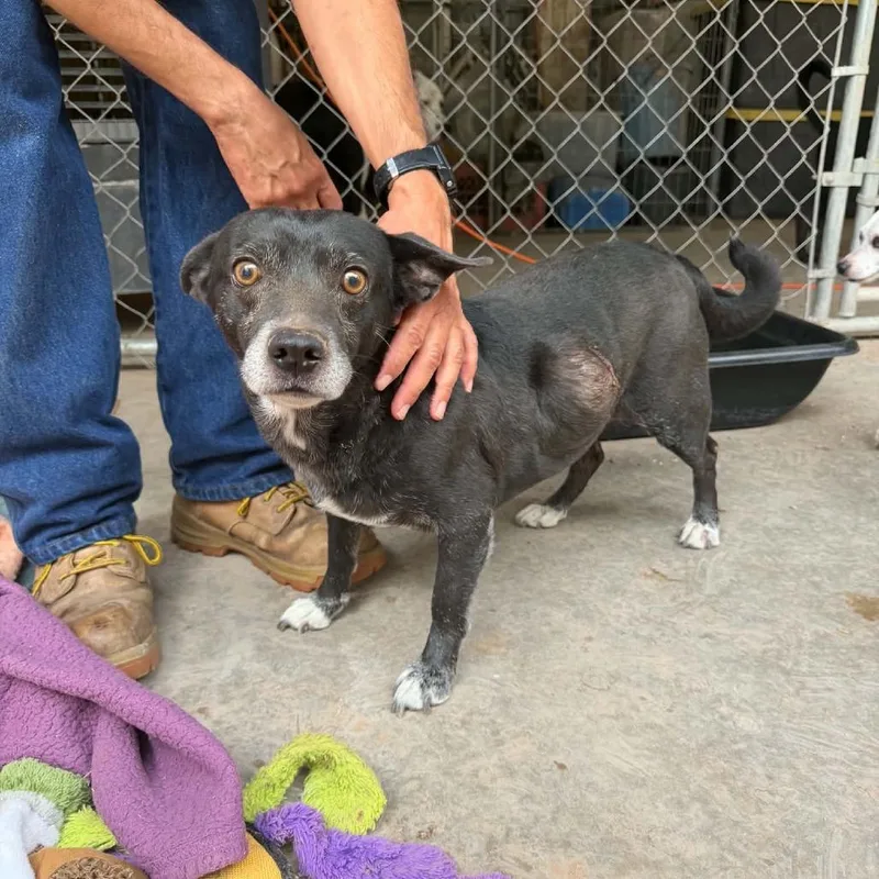 A senior small-sized male Black Chihuahua dog named Manny for adoption in Ramona, CA
