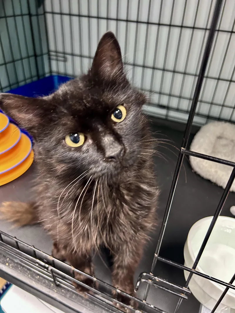 A young medium-sized male Black Domestic Long Hair cat named Blackberry for adoption in Grand Rapids, MI