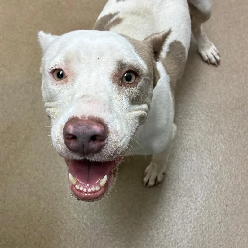 An adult medium-sized female White / Cream Terrier dog named Sally for adoption in Corpus Christi, TX
