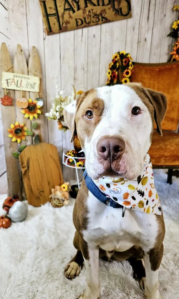 An adult large-sized male Pit Bull Terrier dog named Carlos for adoption in Sprakers, NY