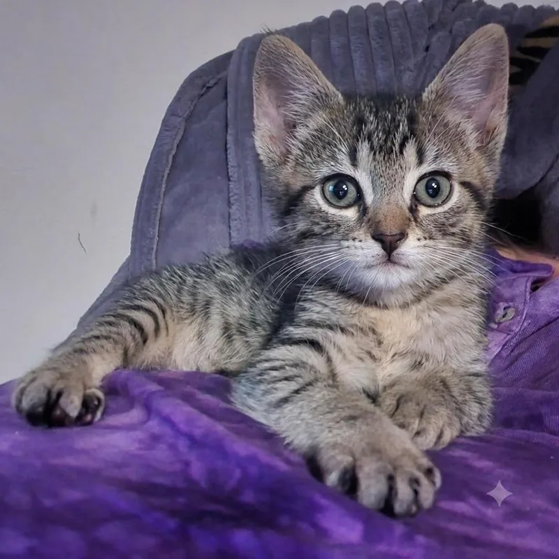 A baby small-sized male Brown / Chocolate Domestic Short Hair cat named Gordon for adoption in Santa Fe, TX