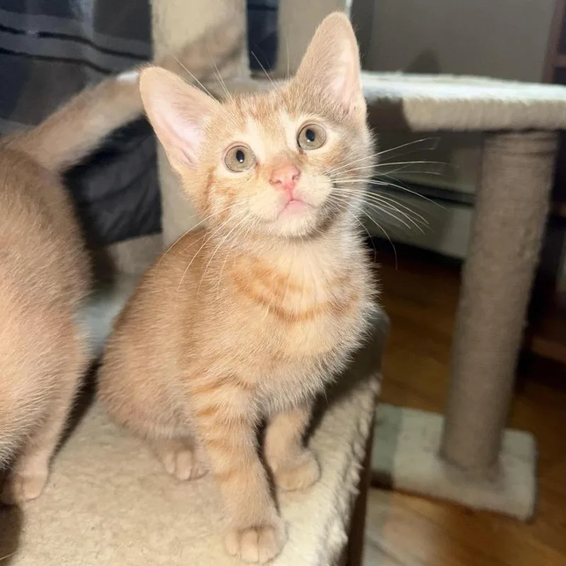 A baby small-sized male Orange / Red Domestic Short Hair cat named Ford for adoption in Danbury, CT