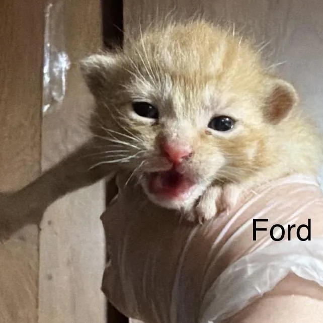 Ford thumbnail 2