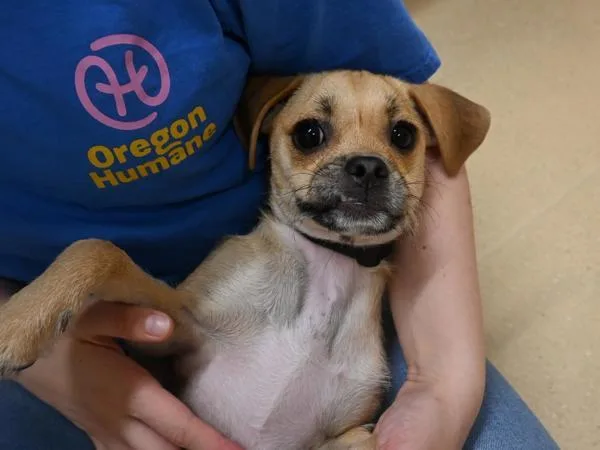 A young small-sized female Chihuahua dog named Moka for adoption in Portland, OR