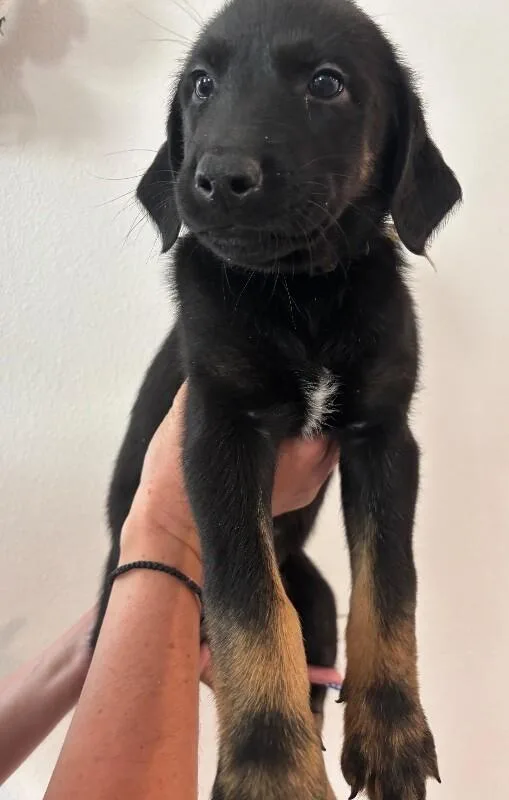A baby large-sized female Black Labrador Retriever dog named Yzma for adoption in Van Nuys, CA