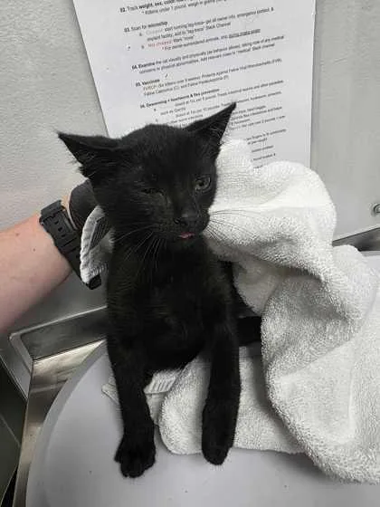 A baby small-sized male Domestic Short Hair cat named Roblox for adoption in Sevierville, TN